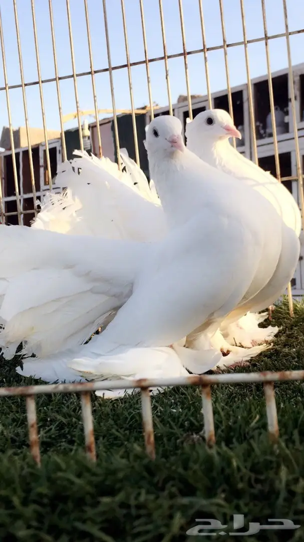 ((جوز رقاص ((هندي ابيض صك)) (image 7)