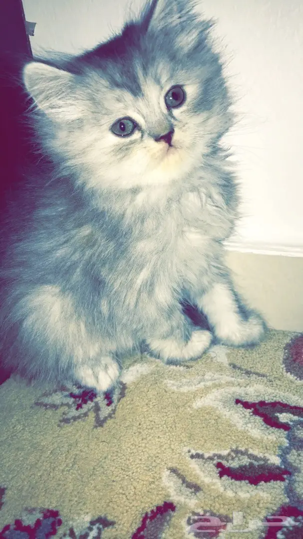 قطه شيرازي بالمدينة