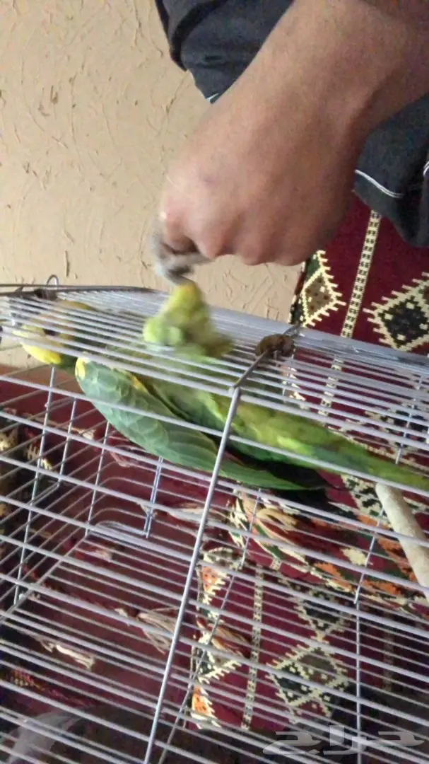 للبيع: صقر ذهبي أصيل - فرصة لا تُفوّت!