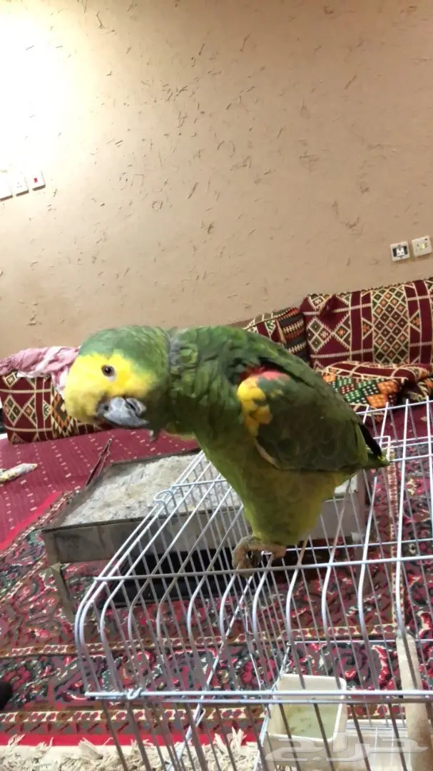 للبيع: صقر ذهبي أصيل - فرصة لا تُفوّت! (image 1)