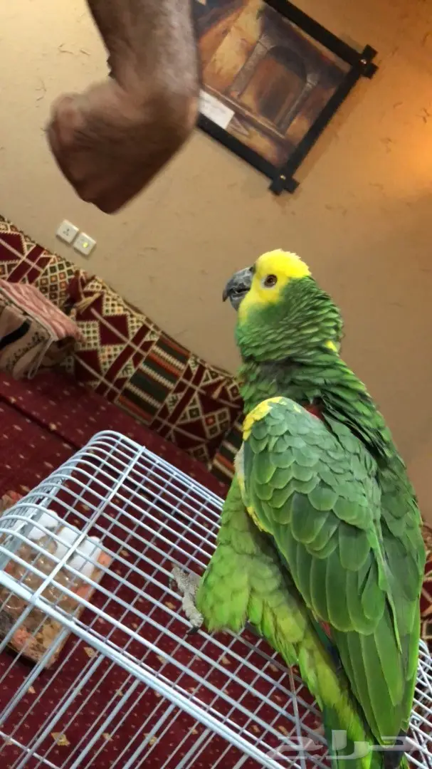 للبيع: صقر ذهبي أصيل - فرصة لا تُفوّت! (image 3)