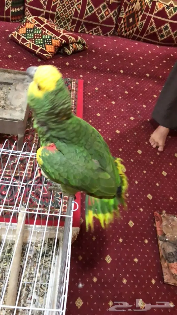 للبيع: صقر ذهبي أصيل - فرصة لا تُفوّت! (image 4)