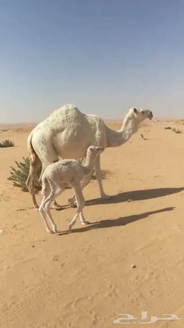 نياق خلفات وضح