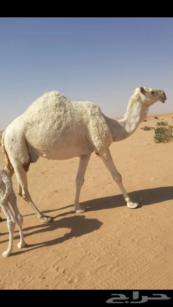 نياق خلفات وضح (image 1)