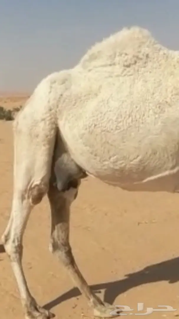 نياق خلفات وضح (image 2)