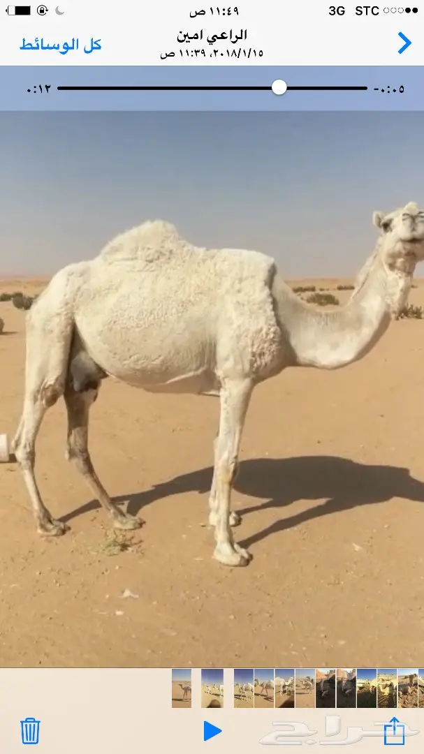 نياق خلفات وضح (image 3)