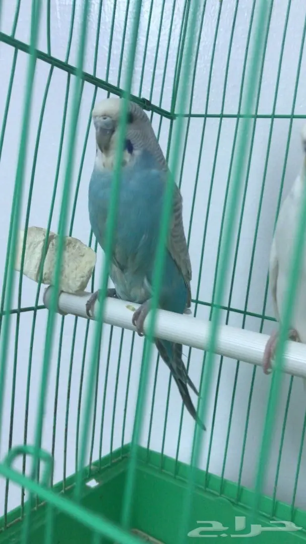 جوز بادجي منتج معا اربعه بيضات (image 1)