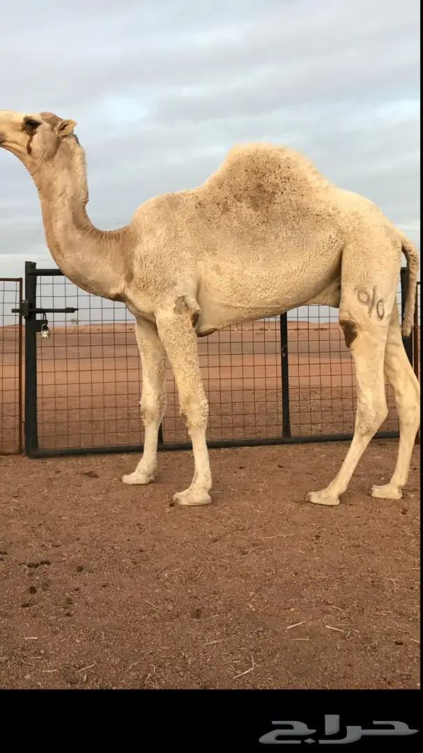 قعود اوضح باتلي للبيع (image 1)