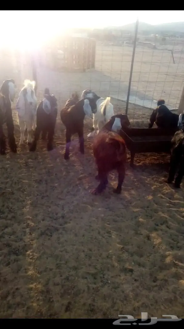 تيوس للبيع العدد 26 