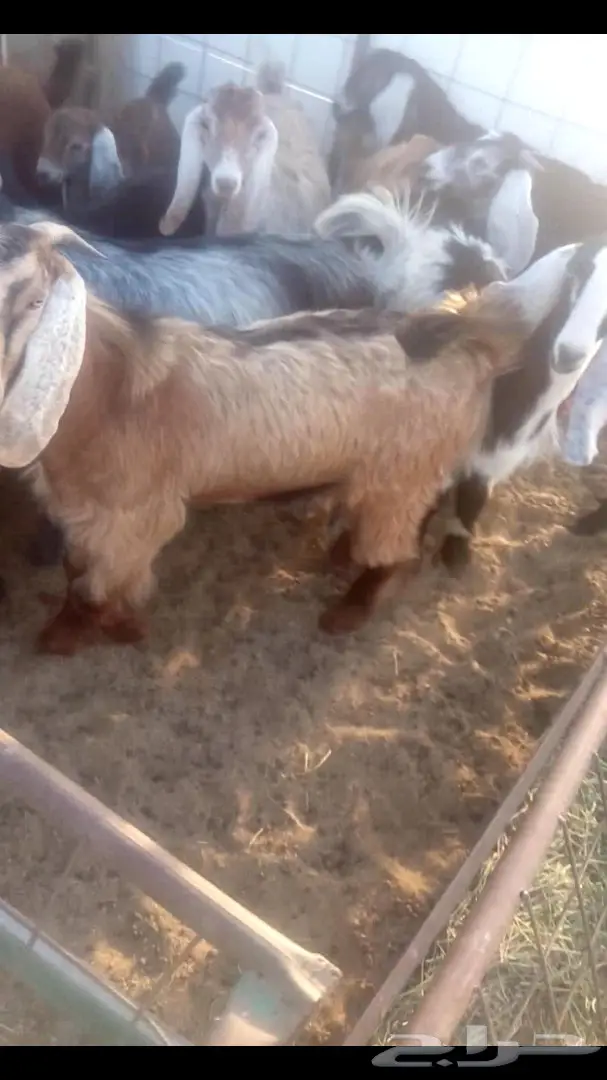 تيوس للبيع العدد 26  (image 1)