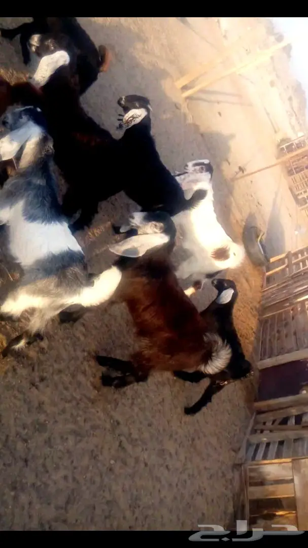 تيوس للبيع العدد 26  (image 2)