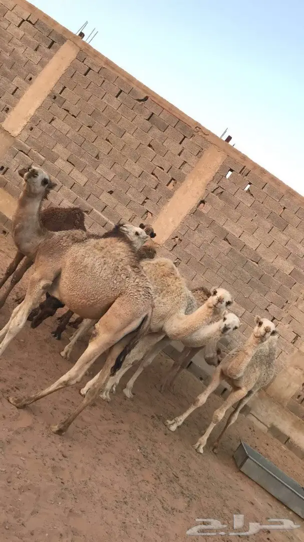 قعدان للبيع الرياض  (image 2)