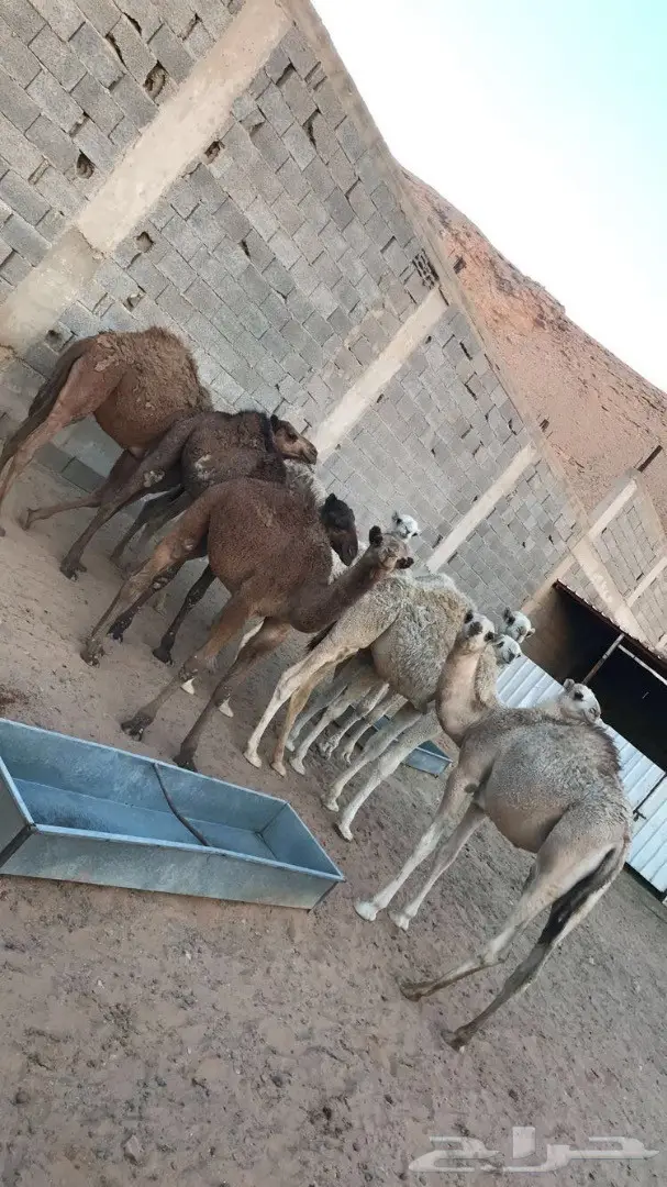 قعدان للبيع الرياض  (image 3)