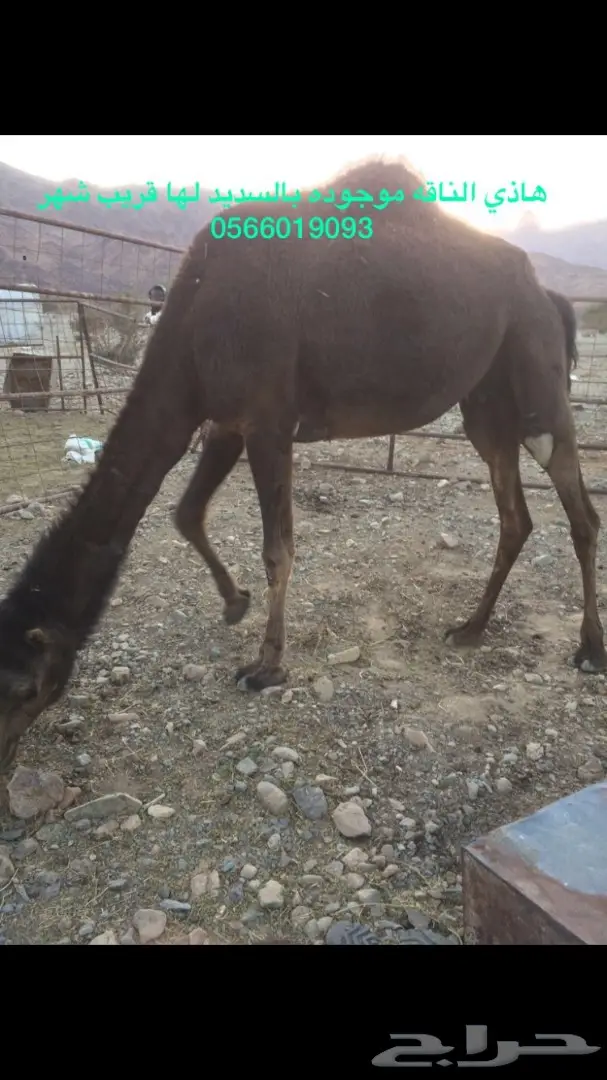 ناقة للبيع - فرصة ذهبية!