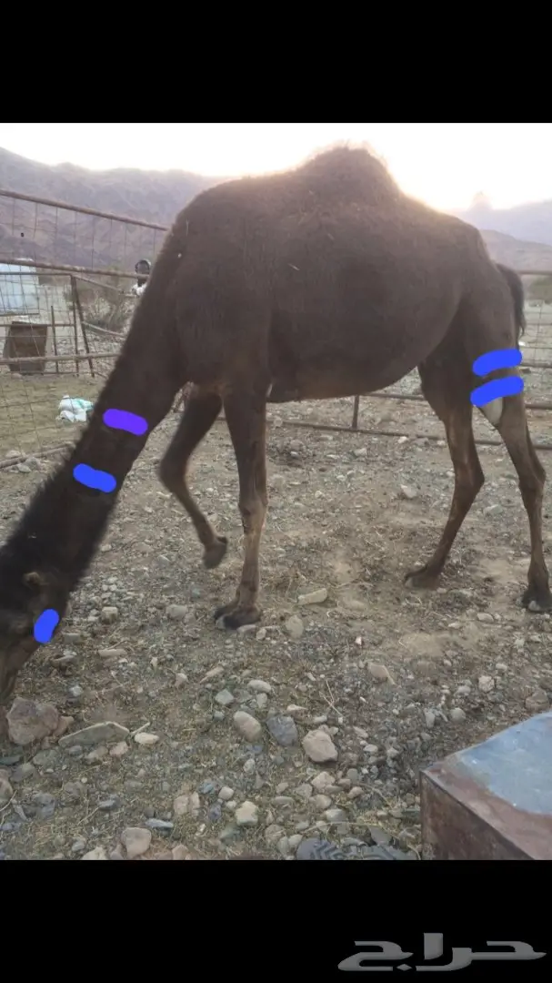 ناقة للبيع - فرصة ذهبية! (image 1)