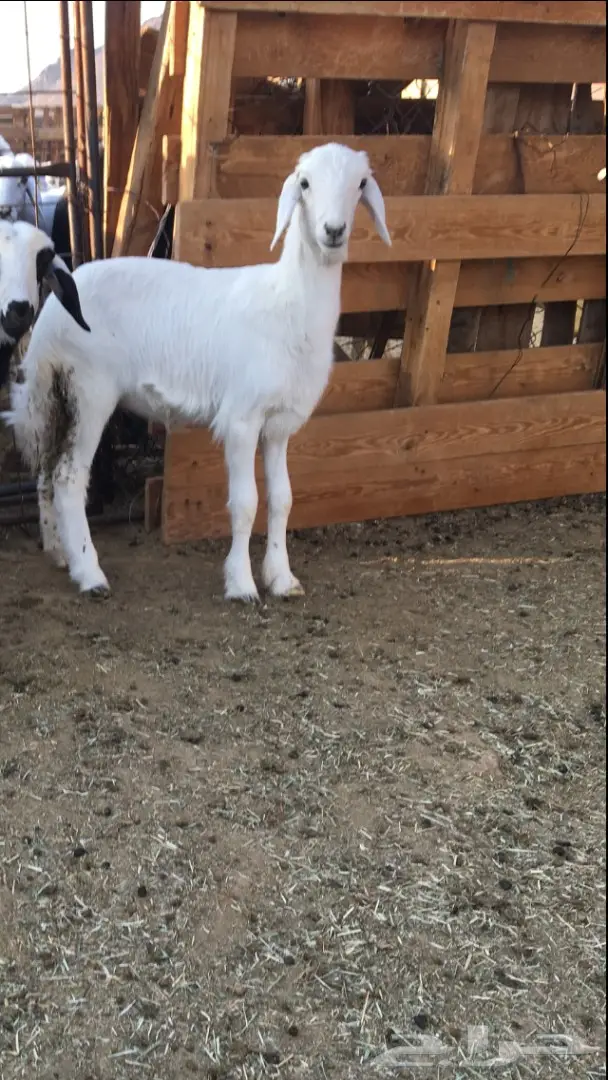 رخال حريات العدد 5 اعمارها شهرين ونص (image 6)