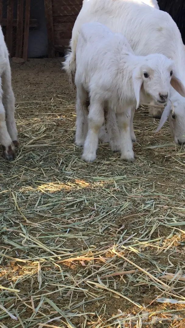 رخال حريات العدد 5 اعمارها شهرين ونص (image 7)