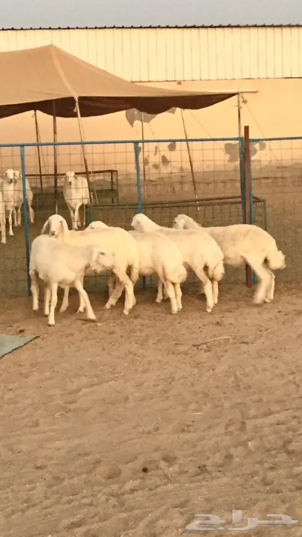 رخال ذبايح والا مقنى طيبه وشحم 