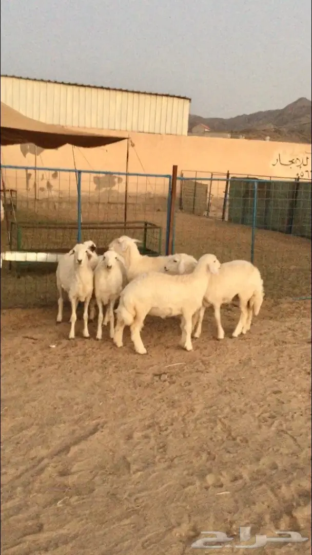 رخال ذبايح والا مقنى طيبه وشحم  (image 1)