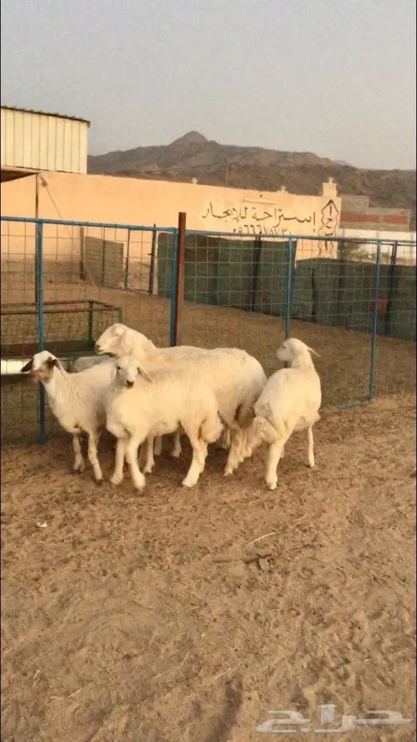 رخال ذبايح والا مقنى طيبه وشحم  (image 2)