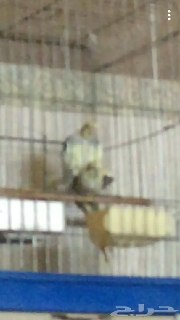 زوج كروان للبيع 