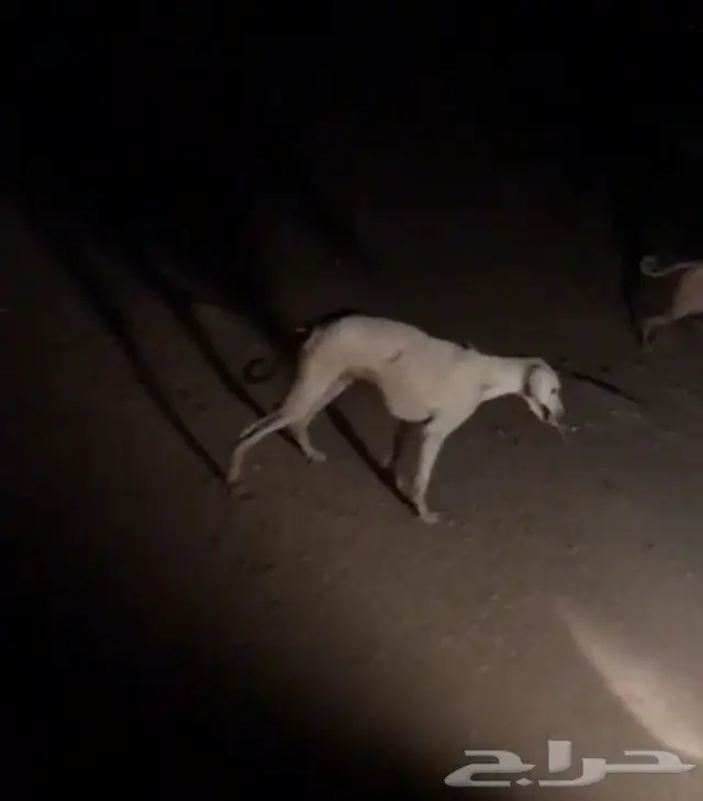 سلق -سلوقي (image 2)