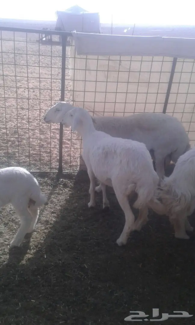 غنم حريات   (image 1)