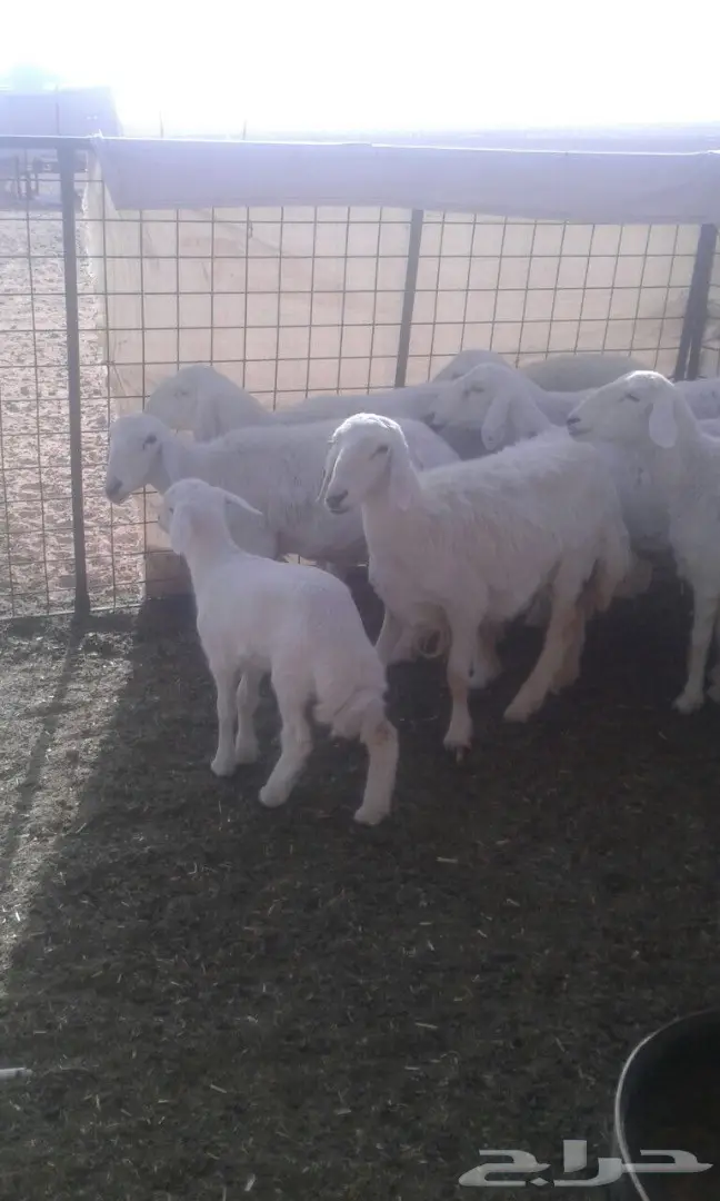 غنم حريات   (image 2)