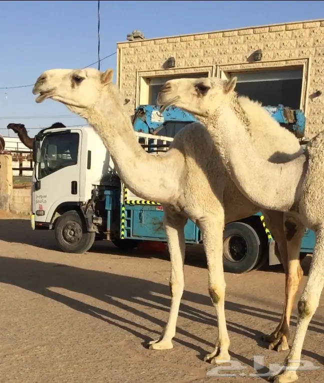 سيارات بكار مميزة للبيع - فرصة لا تُفوّت! (image 1)