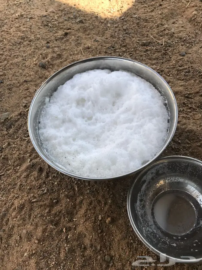 ناقه ام ثاني (image 7)