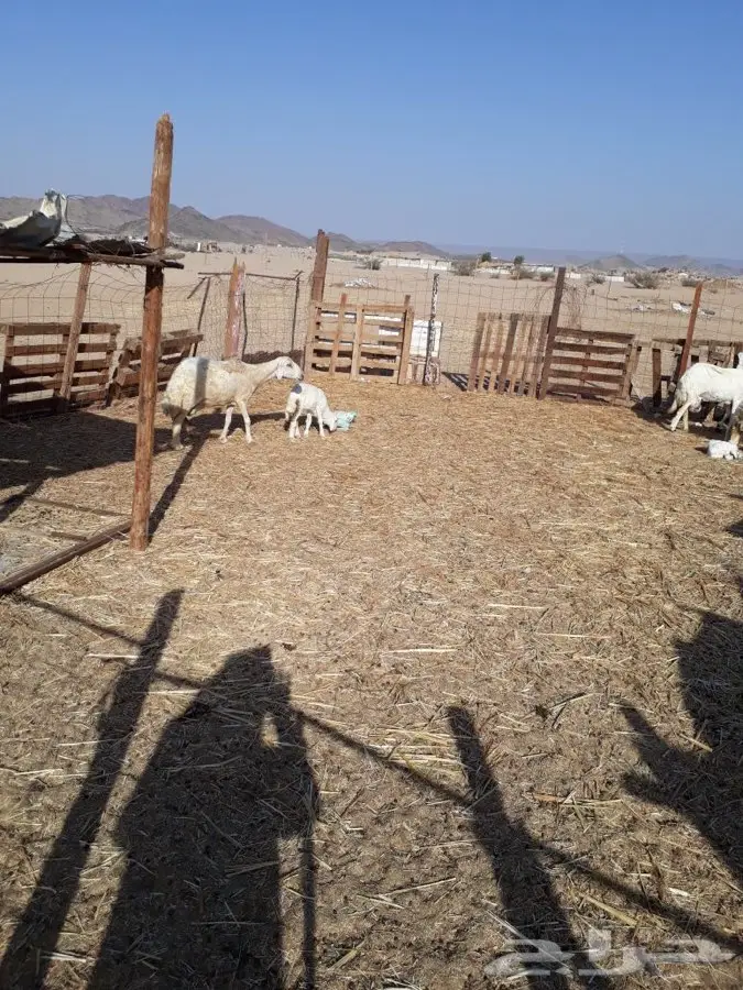 غنم ضأن 38 راس (image 3)