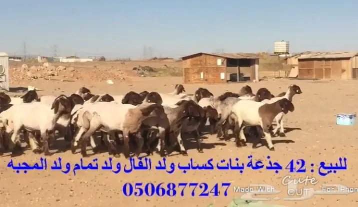 للبيع  جذعات صنف خوات بعض