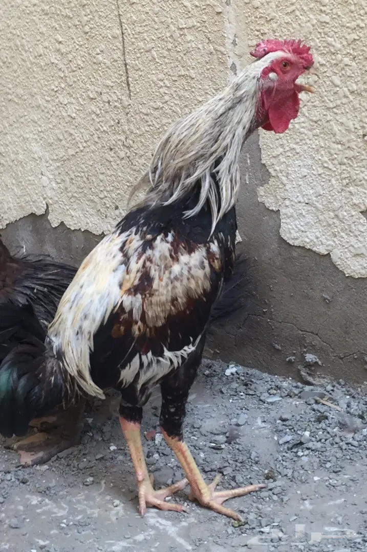 ديك باكستاني مهجن3بلكات (image 18)