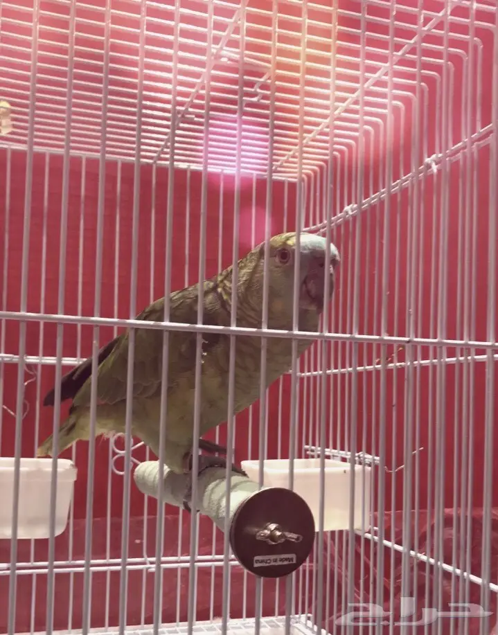 ببغاء امازوني بلوفرونتد متكلم للبيع