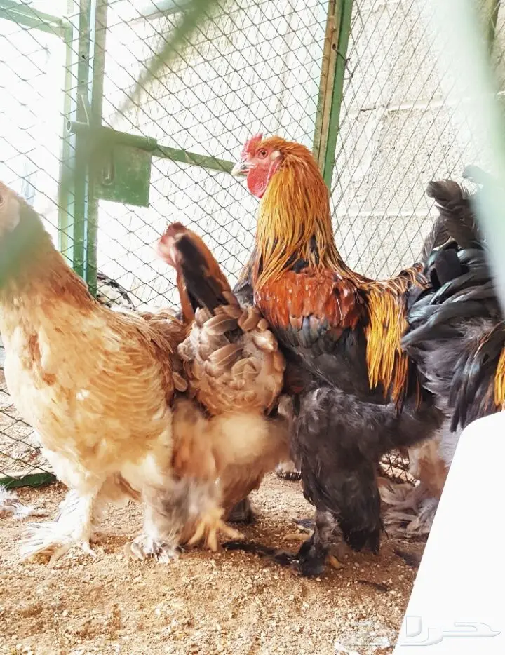 صيصان براههم