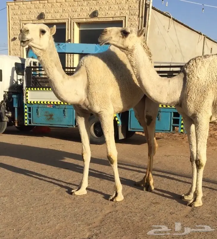 للشراي بكار للبيع 