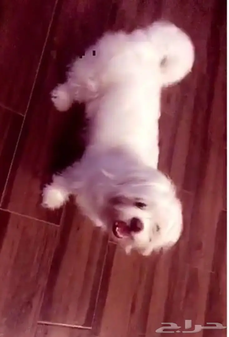 كلب جريفون انثي للبيع (image 1)