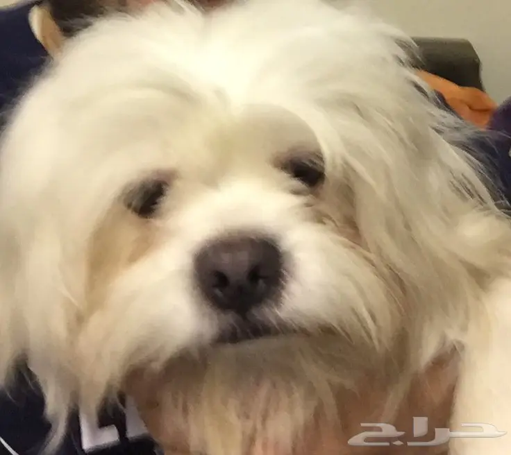 كلب جريفون انثي للبيع