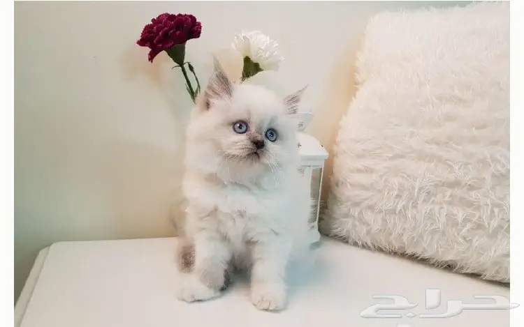 قطة للبيع  (image 1)