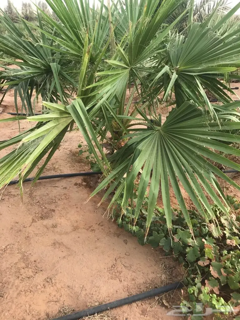 أشجار نخيل الزينة واشنطنيا