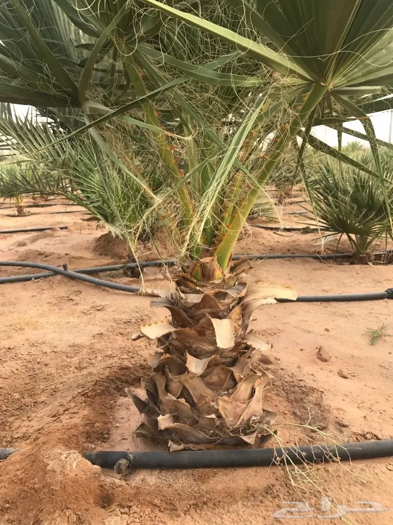 أشجار نخيل الزينة واشنطنيا (image 1)