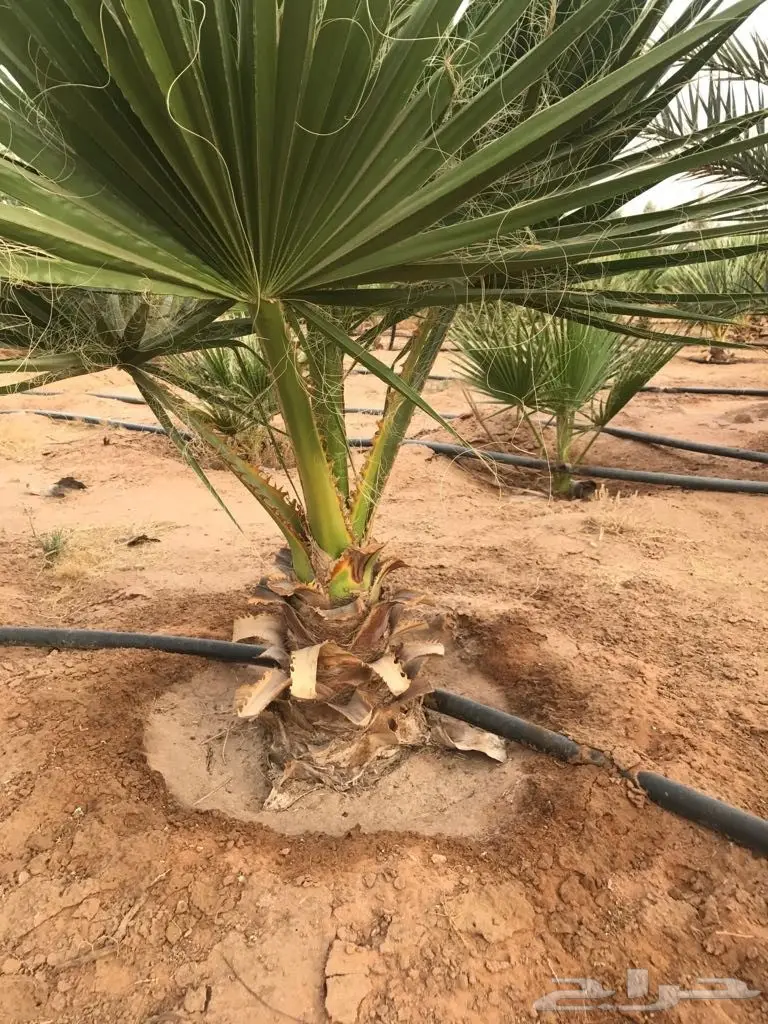 أشجار نخيل الزينة واشنطنيا (image 2)