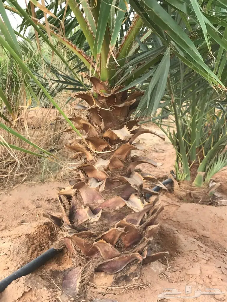 أشجار نخيل الزينة واشنطنيا (image 3)