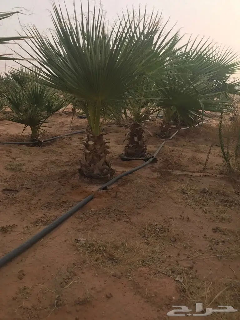 أشجار نخيل الزينة واشنطنيا (image 4)