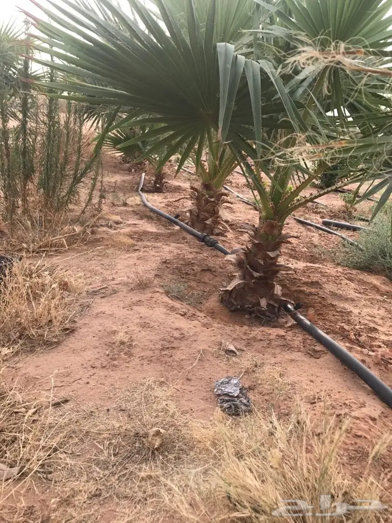 أشجار نخيل الزينة واشنطنيا (image 6)