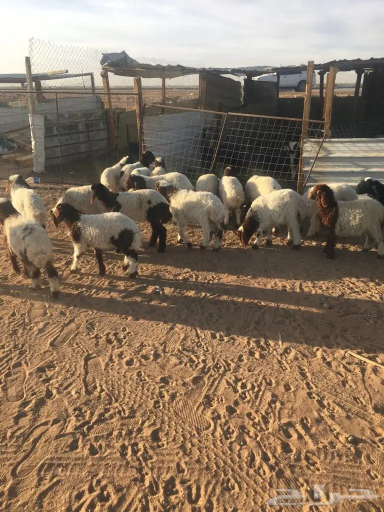 خرفان وأرخال ممتازان للبيع - فرصة لا تُفوّت! (image 10)