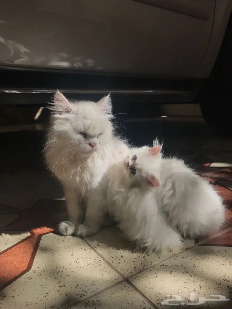 كتن للبيع  (image 2)