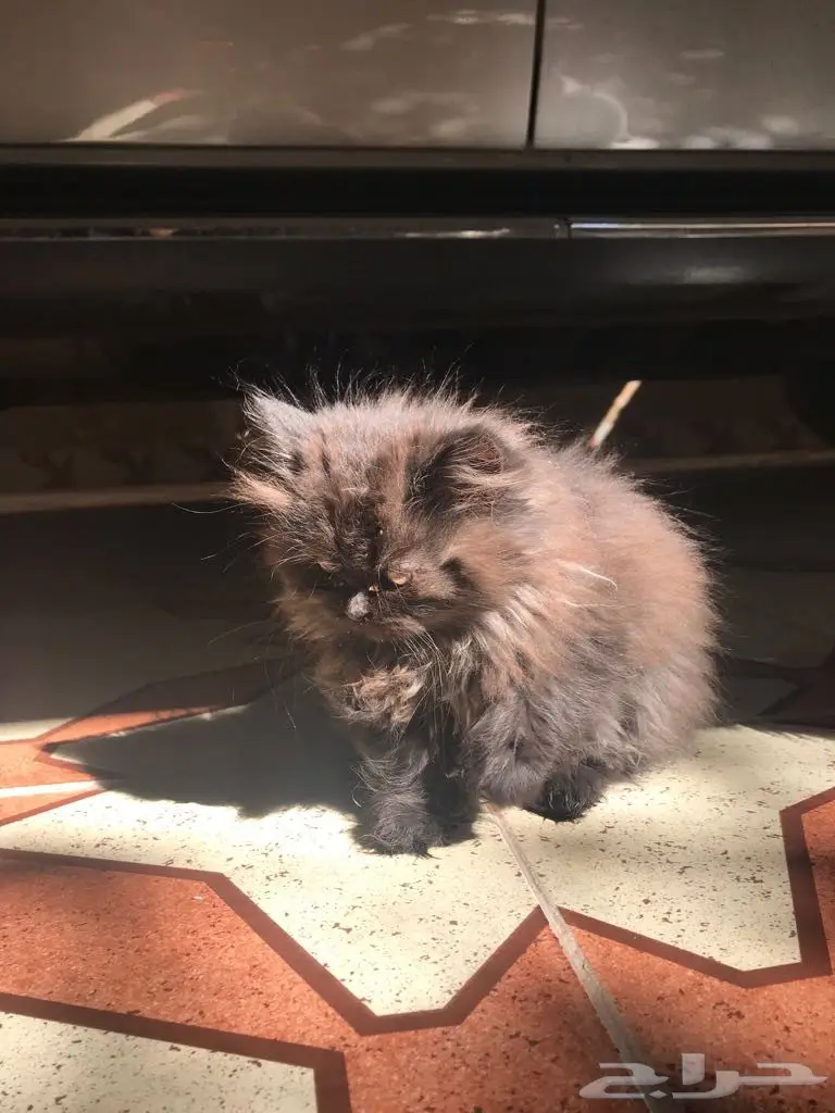 كتن للبيع  (image 3)