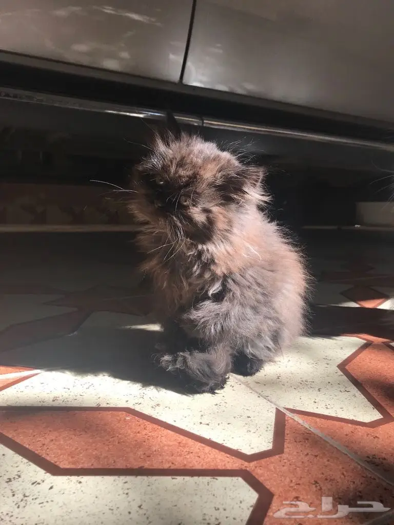 كتن للبيع  (image 4)