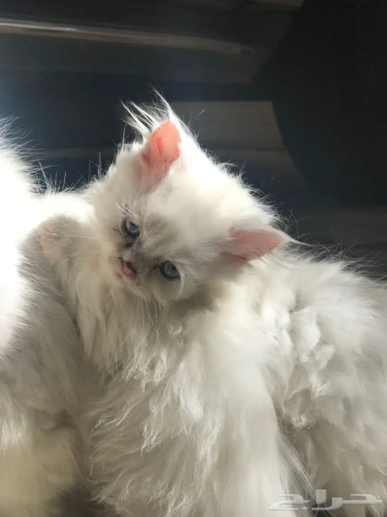 كتن للبيع  (image 6)